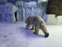 -芜湖新华联大白鲸海洋公园