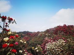 -贵州百里杜鹃风景名胜区