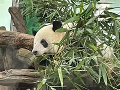 -宠物星动物医院·眼科·异宠·猫科(江南大道总院)