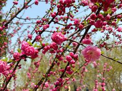 -桃花堤公园