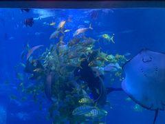 -太平洋海底世界