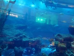 -迪拜水族馆及水下动物园