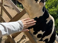 -神户市立六甲山牧场