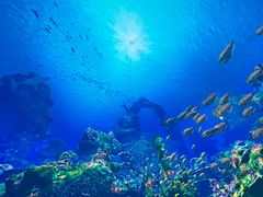 -海合安武汉极地海洋公园