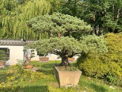 -盆景园(扬州大运河文化旅游度假区)
