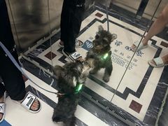 -翊宠yipet猫狗购宠庄园犬舍•猫舍