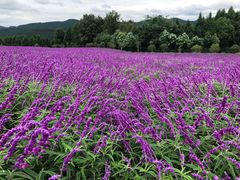 -中国香山·寿香谷