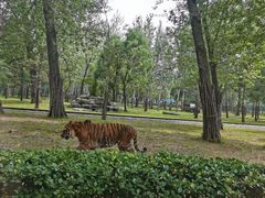 -秦皇岛野生动物园
