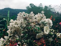 -呀诺达热带雨林