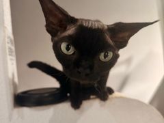 -琪喵猫屋·撸猫猫咖·猫舍