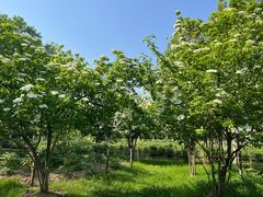 -合肥三国新城遗址公园