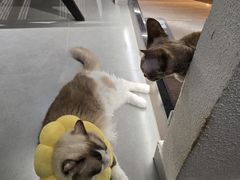 -琪喵猫屋·撸猫猫咖·猫舍