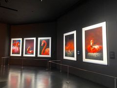 -罗红摄影艺术馆