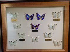 -上海昆虫博物馆