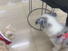 -瑞派动物医院·猫专科·至诚(江南中分院)