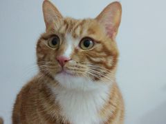 -米苏动物医院·犬猫专科·骨科外科内窥镜