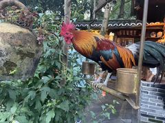 -青城甲(青城山店)