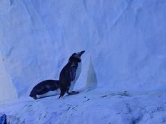 -海合安成都极地海洋公园