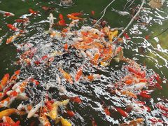 -南宫五洲植物乐园