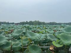 -洛阳市隋唐城遗址植物园