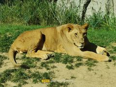 -北京野生动物园