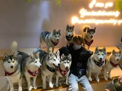 -Husky Go! 哈士奇体验馆·宠物咖啡厅狗咖