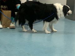 -北京赛佳动物医院