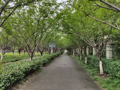 -高东镇樱花园