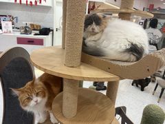 -喵园·猫主题咖啡厅·撸猫·猫咖(国贸店)