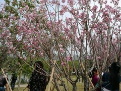 -天适樱花悠乐园