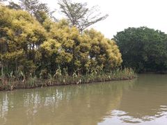 -大湾区中央湿地公园