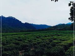 -中国茶叶博物馆(双峰馆区)