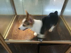 -乐宠宠物店(世纪金源店)