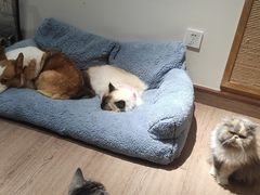 -有猫主题·治愈系猫咖(曾厝垵店)