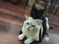-芭比堂宠物医院·全科爱猫医院·仁德分院