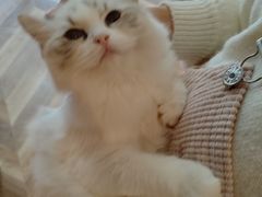 -爱佳宠物中心医院24H·CT·骨外科·猫专科(瑶海万达店)