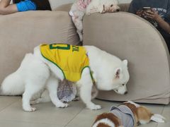 -怪兽屋·羊驼·猫咖·狗咖(俊华广场店)