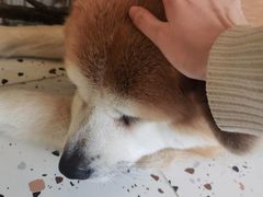 -喜柴咖啡·柴犬狗咖