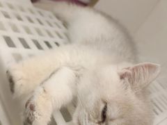 -lincat·猫舍(广州店)