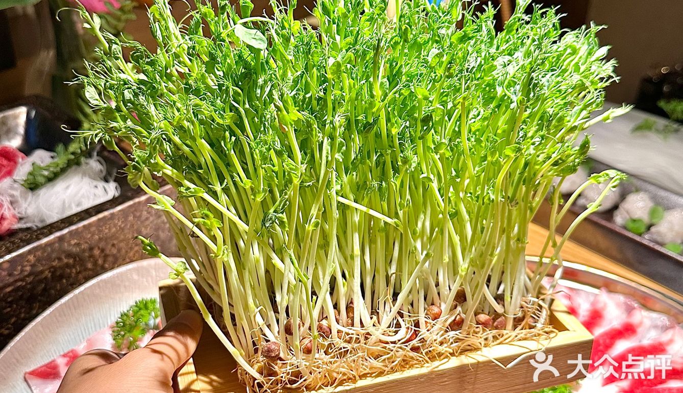 他家肉质真的好的没话说，清水锅都能涮出很香的肉味儿