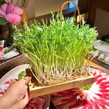 他家肉质真的好的没话说，清水锅都能涮出很香的肉味儿