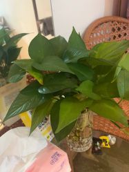 -Dr.林醫生产后修复·配方产康店(南京大厂店)