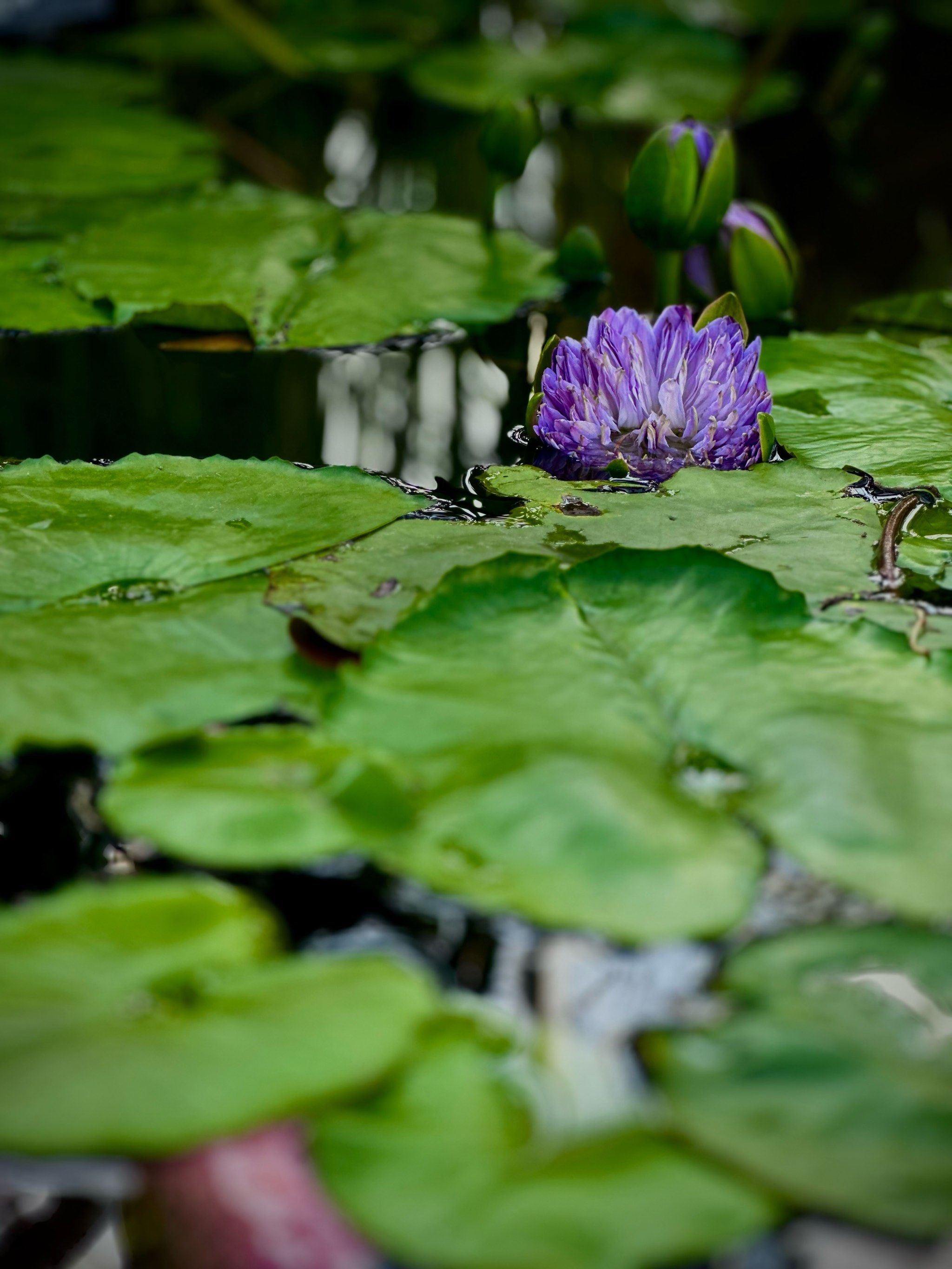 💐植物园一池睡莲花🧧莫奈油画里的初夏浪漫安闲