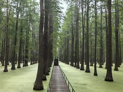 -渌洋湖湿地公园
