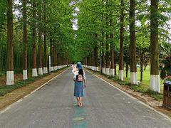 -黄海国家森林公园