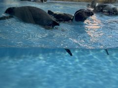 -帝企鹅自助餐厅•儿童岛•真企鹅(长隆企鹅酒店)