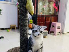 -派多格宠物·购宠(靛厂路店)