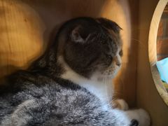 -more than meow吴止猫主题餐厅(承德 中船汇店)