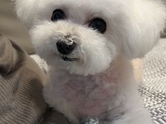 -创凡宠物医院·骨专科  猫科中心(西乡分院)