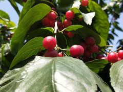 -樱桃山旅游景区